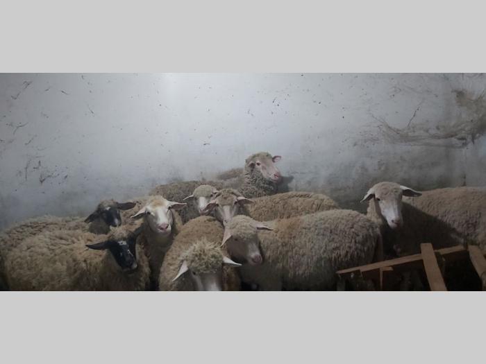 ovce i seno na prodaju besplatni mali oglasi
