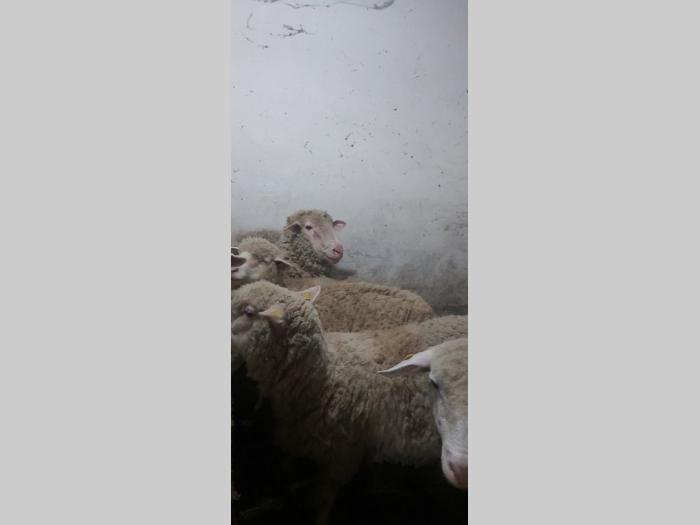 ovce i seno na prodaju besplatni mali oglasi