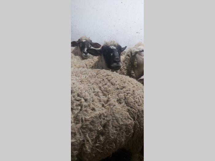 ovce i seno na prodaju besplatni mali oglasi