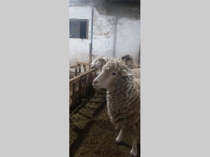 ovce i seno na prodaju besplatni mali oglasi