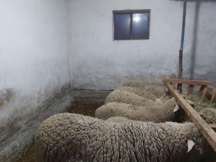 ovce i seno na prodaju besplatni mali oglasi