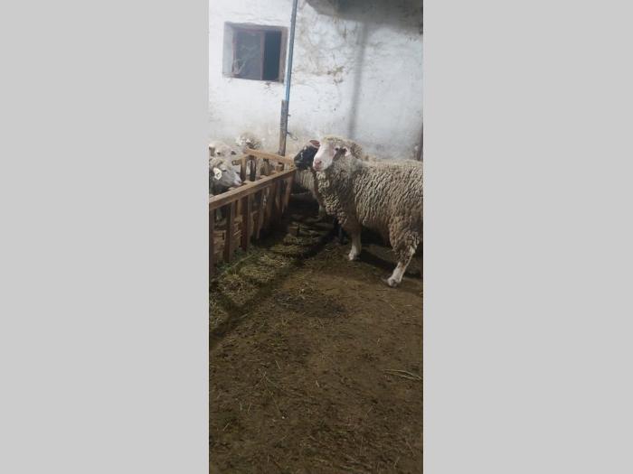 ovce i seno na prodaju besplatni mali oglasi