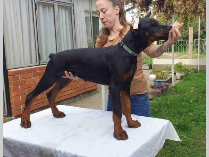 doberman štenci besplatni mali oglasi