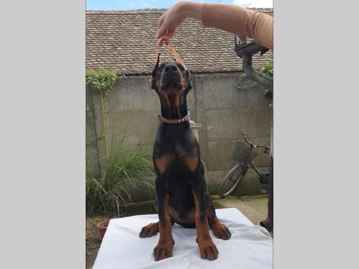 doberman štenci besplatni mali oglasi