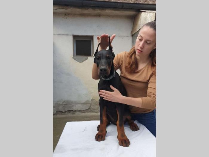 doberman štenci besplatni mali oglasi