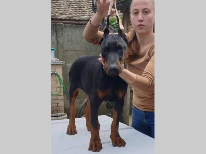 doberman štenci besplatni mali oglasi
