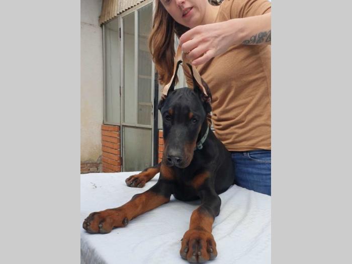 doberman štenci besplatni mali oglasi