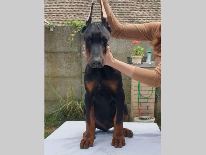 doberman štenci besplatni mali oglasi