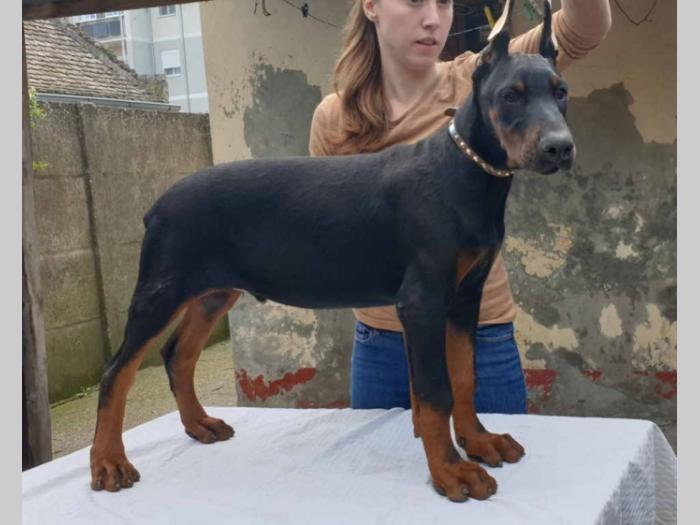 doberman štenci besplatni mali oglasi