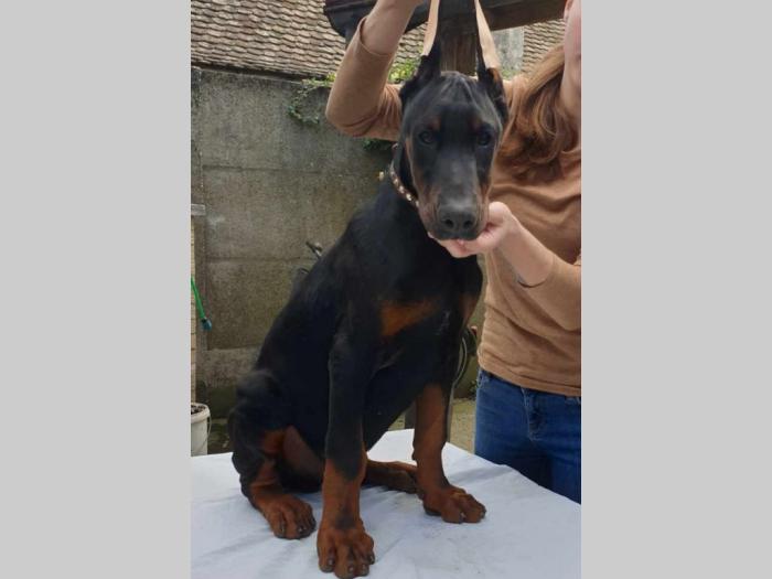 doberman štenci besplatni mali oglasi