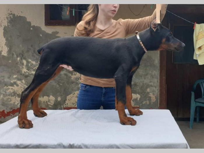 doberman štenci besplatni mali oglasi