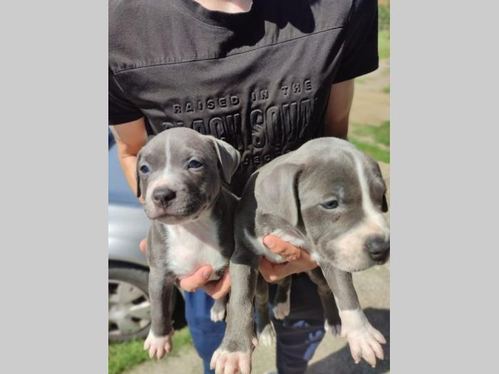 američki pitbull terijer štenci besplatni mali oglasi