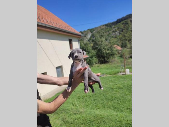 američki pitbull terijer štenci besplatni mali oglasi