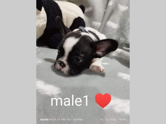 prelepi štenci besplatni mali oglasi