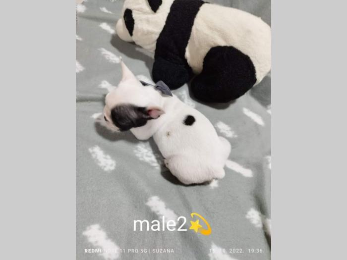 prelepi štenci besplatni mali oglasi