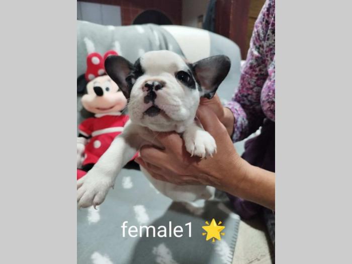 prelepi štenci besplatni mali oglasi