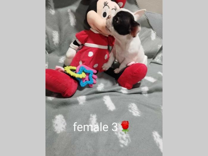 prelepi štenci besplatni mali oglasi