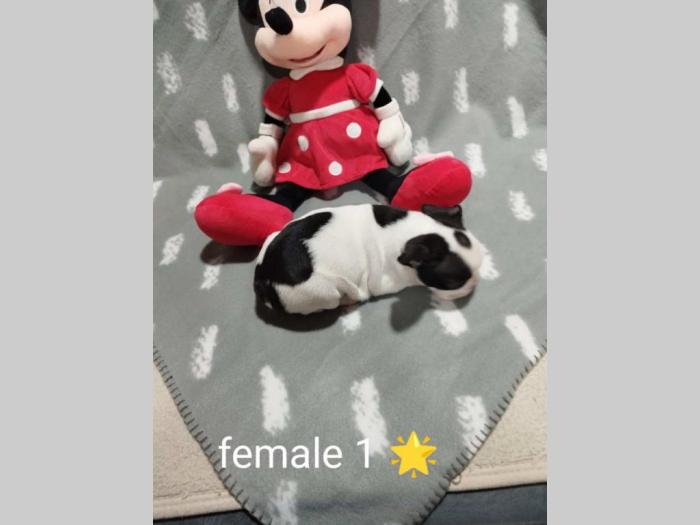 prelepi štenci besplatni mali oglasi