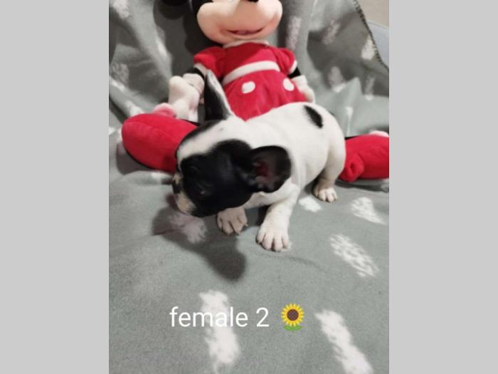 prelepi štenci besplatni mali oglasi