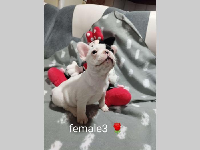 prelepi štenci besplatni mali oglasi