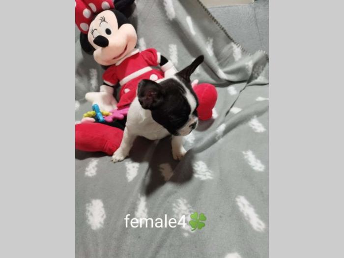 prelepi štenci besplatni mali oglasi