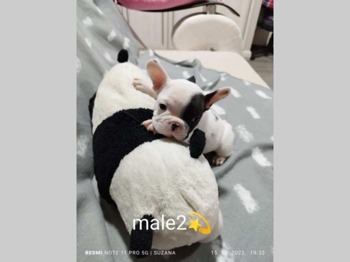 prelepi štenci besplatni mali oglasi