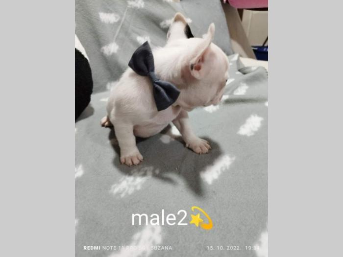 prelepi štenci besplatni mali oglasi