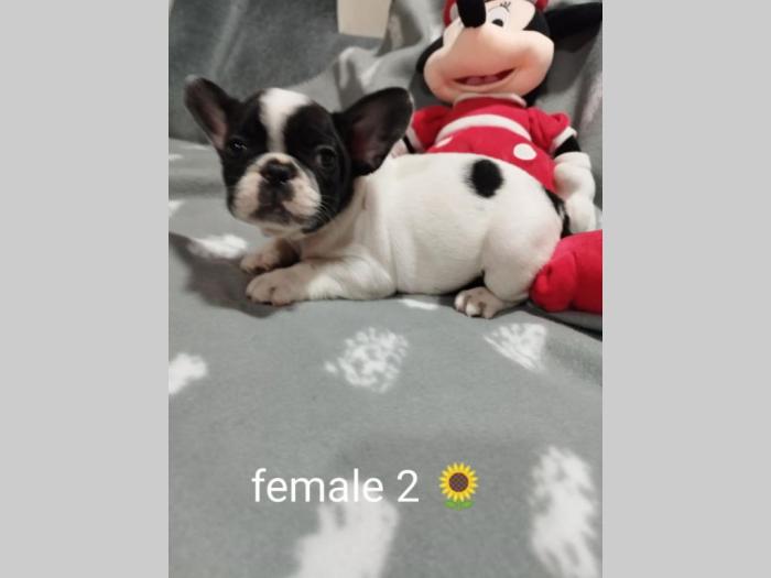 prelepi štenci besplatni mali oglasi