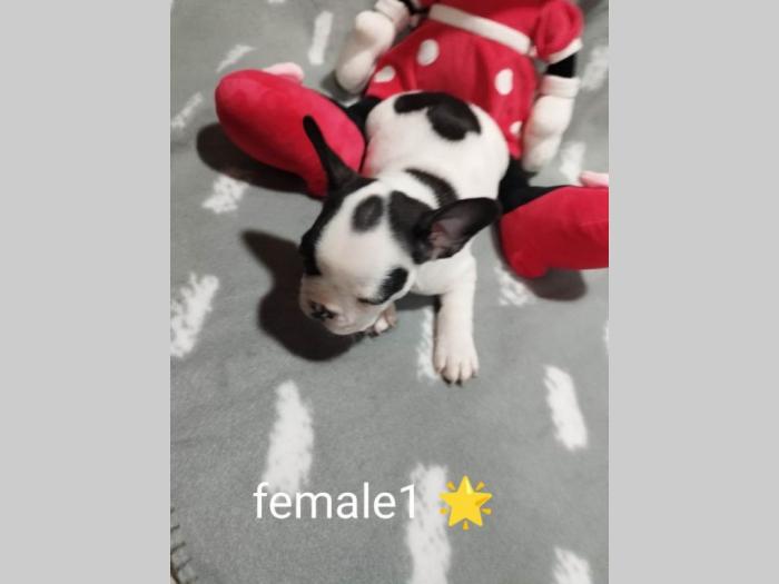 prelepi štenci besplatni mali oglasi