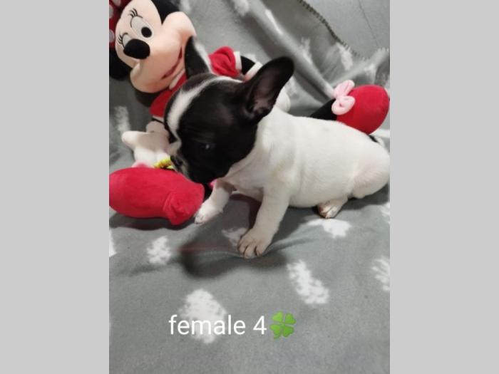 prelepi štenci besplatni mali oglasi