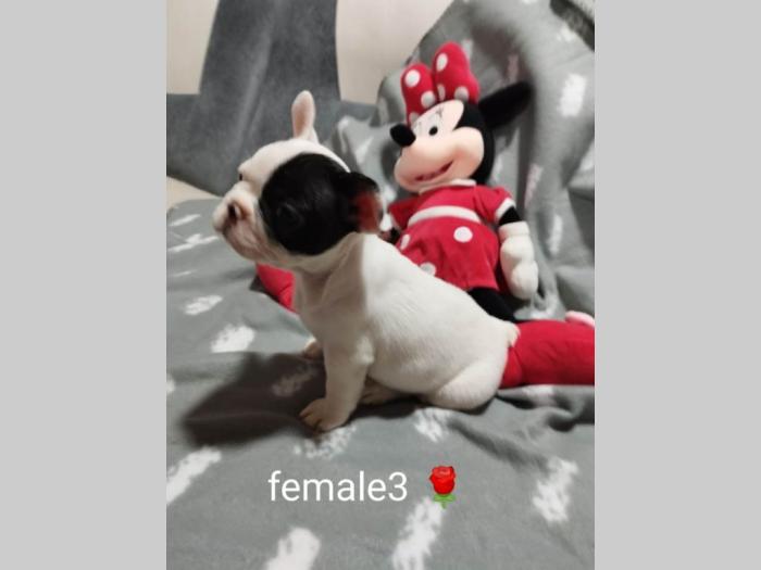prelepi štenci besplatni mali oglasi