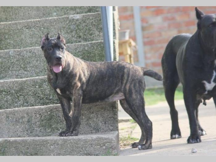 cane corso štenci besplatni mali oglasi