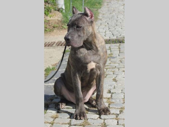 cane corso štenci besplatni mali oglasi