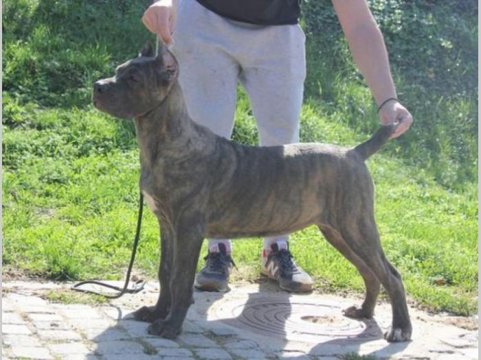 cane corso štenci besplatni mali oglasi