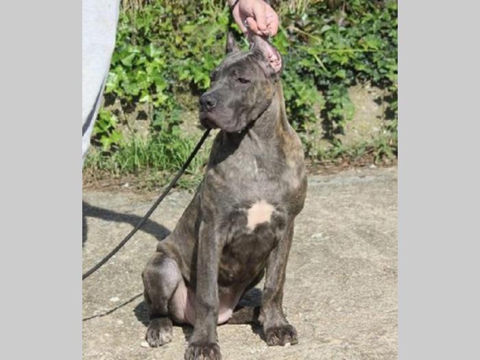 cane corso štenci besplatni mali oglasi