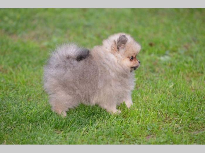 pomeranac prelepi štenci besplatni mali oglasi
