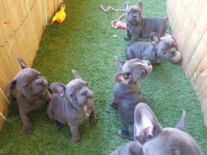 plavi francuski buldog štenci besplatni mali oglasi