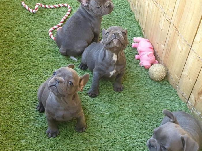 plavi francuski buldog štenci besplatni mali oglasi