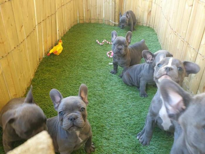 plavi francuski buldog štenci besplatni mali oglasi