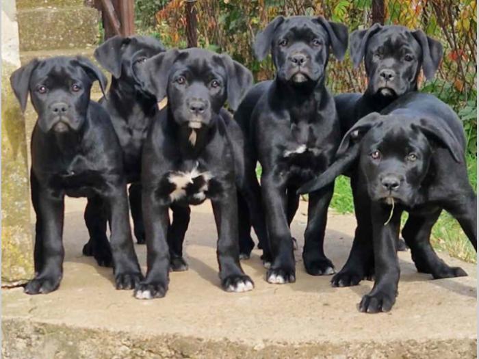cane corso štenci besplatni mali oglasi