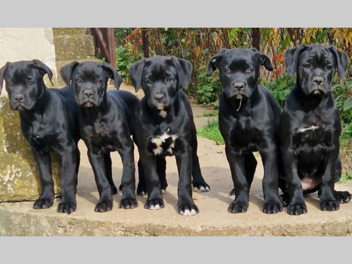 cane corso štenci besplatni mali oglasi