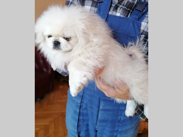 pekinezer štenci besplatni mali oglasi