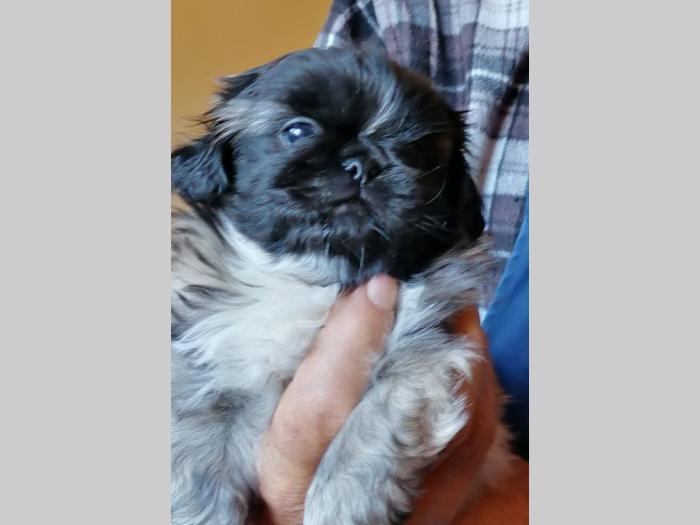 pekinezer štenci besplatni mali oglasi