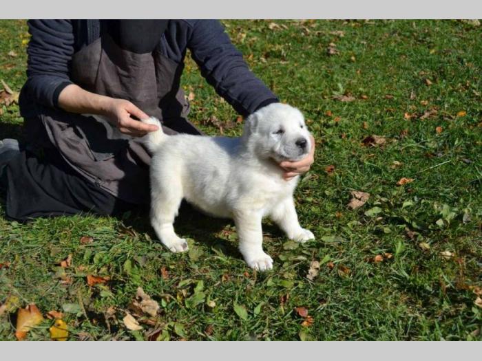 srednjeazijski ovčar štenci besplatni mali oglasi