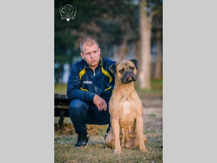 bullmastif štenci besplatni mali oglasi