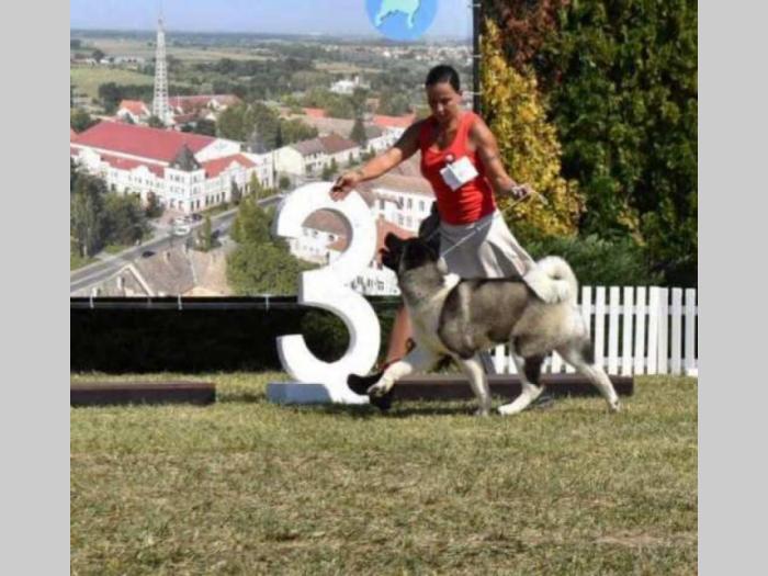 američka akita štenci besplatni mali oglasi