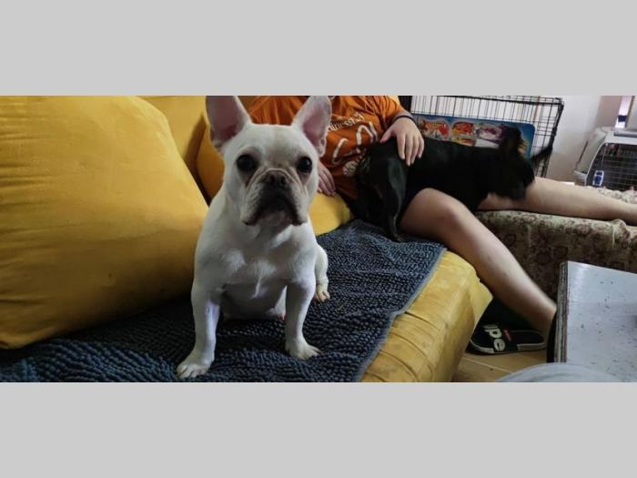 francuski buldog štenci besplatni mali oglasi