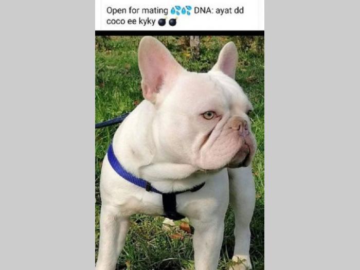 francuski buldog štenci besplatni mali oglasi