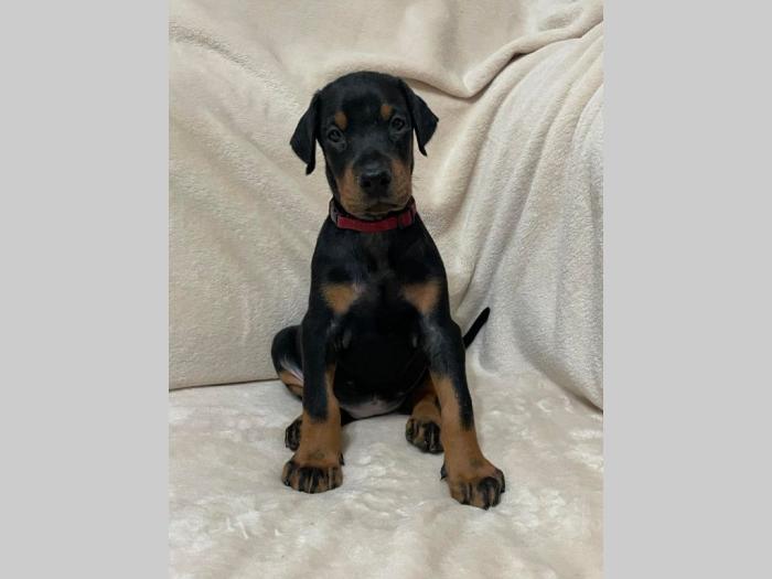 doberman štenci besplatni mali oglasi