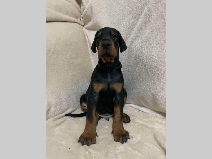 doberman štenci besplatni mali oglasi